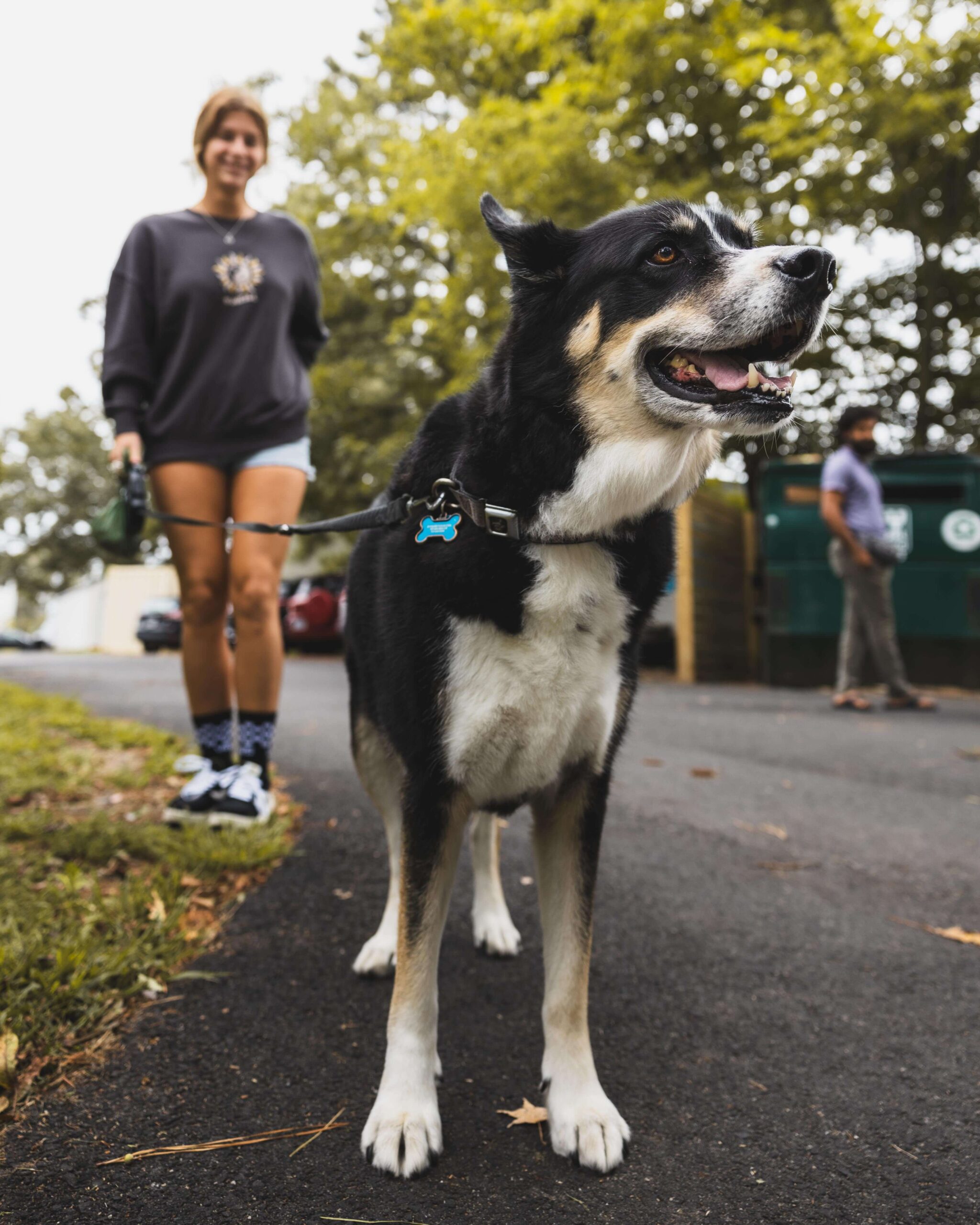 Pet-Friendly places: Tips for Traveling with Pets to Virginia Beach